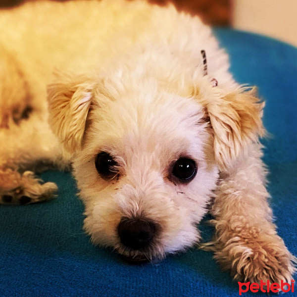 Maltese, Köpek  ENZO fotoğrafı