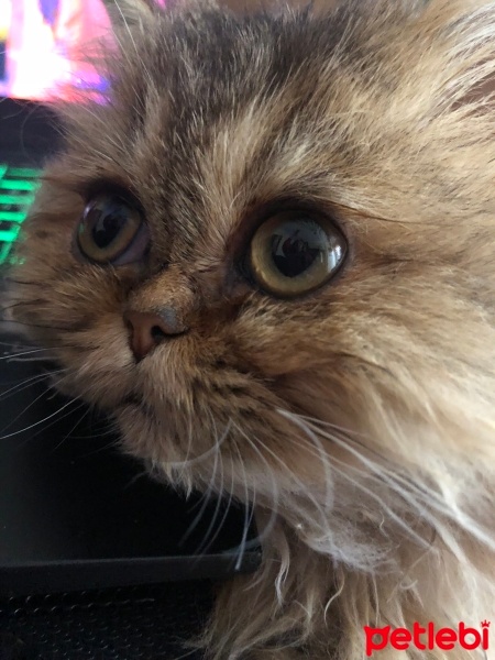 British Longhair, Kedi  Minik fotoğrafı