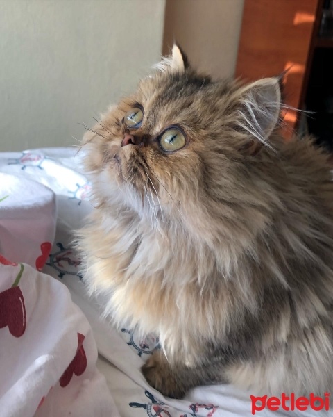 British Longhair, Kedi  Minik fotoğrafı