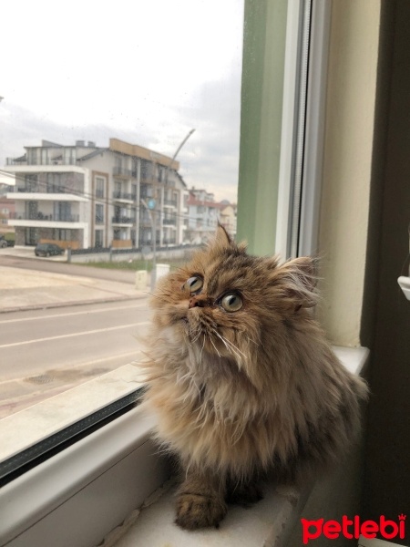 British Longhair, Kedi  Minik fotoğrafı