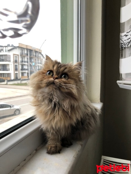 British Longhair, Kedi  Minik fotoğrafı