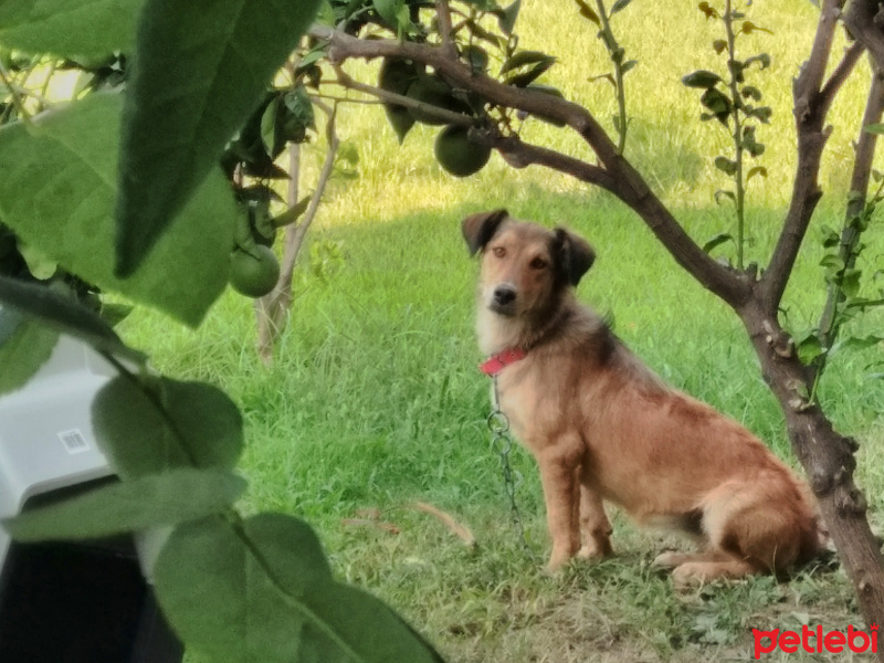 Sokö (Sokak Köpeği), Köpek  Şurup  fotoğrafı