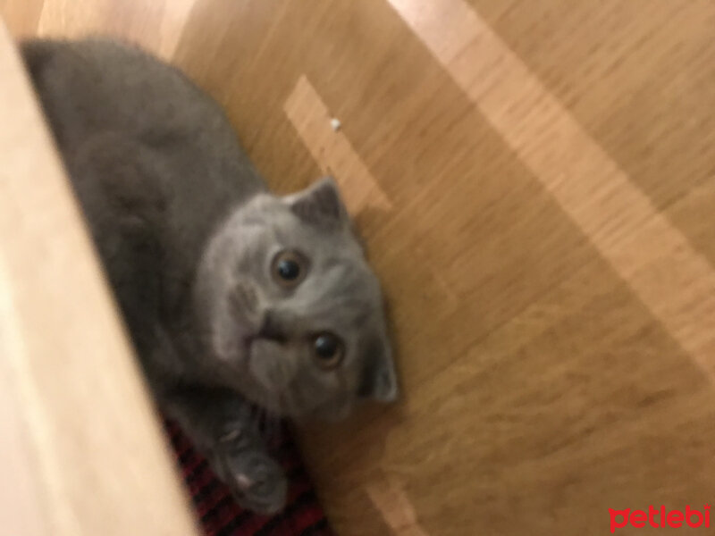 Scottish Fold, Kedi  Victoria fotoğrafı