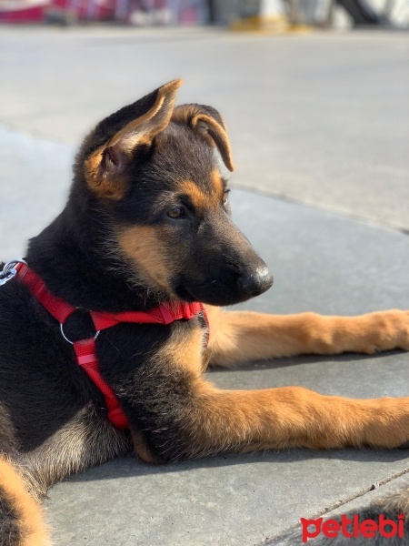 Alman Çoban Köpeği, Köpek  LİNDA fotoğrafı
