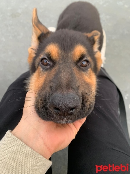 Alman Çoban Köpeği, Köpek  LİNDA fotoğrafı