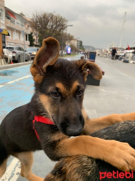 Alman Çoban Köpeği, Köpek  LİNDA fotoğrafı