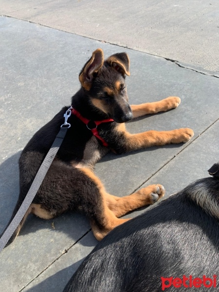 Alman Çoban Köpeği, Köpek  LİNDA fotoğrafı