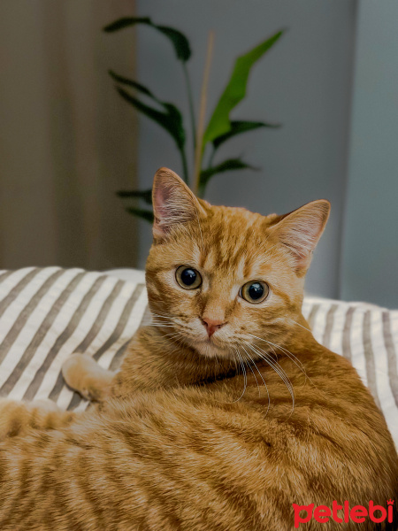 Sarman, Kedi  TARÇIN fotoğrafı