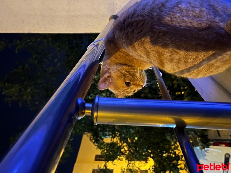 Sarman, Kedi  TARÇIN fotoğrafı