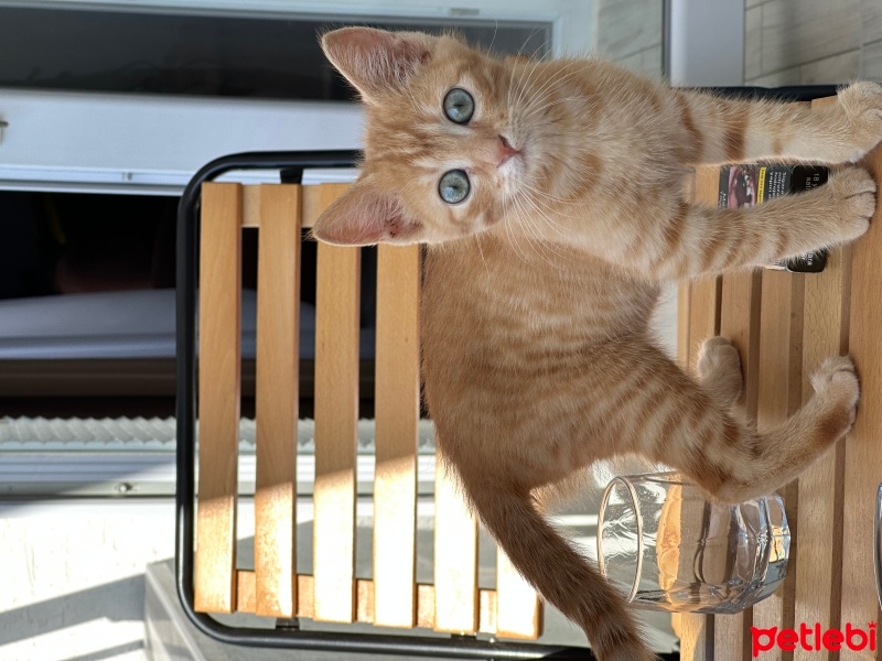 Sarman, Kedi  TARÇIN fotoğrafı