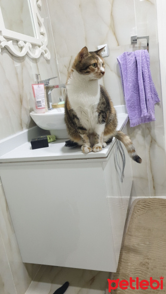 Tekir Kedi, Kedi  Mırmır fotoğrafı