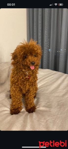 Poodle(Standart Kaniş), Köpek  Mocha fotoğrafı