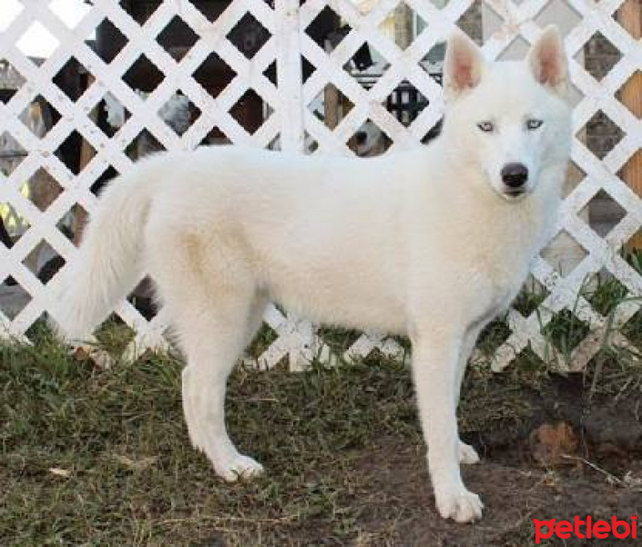 Sibirya Kurdu (Husky), Köpek  paşa fotoğrafı