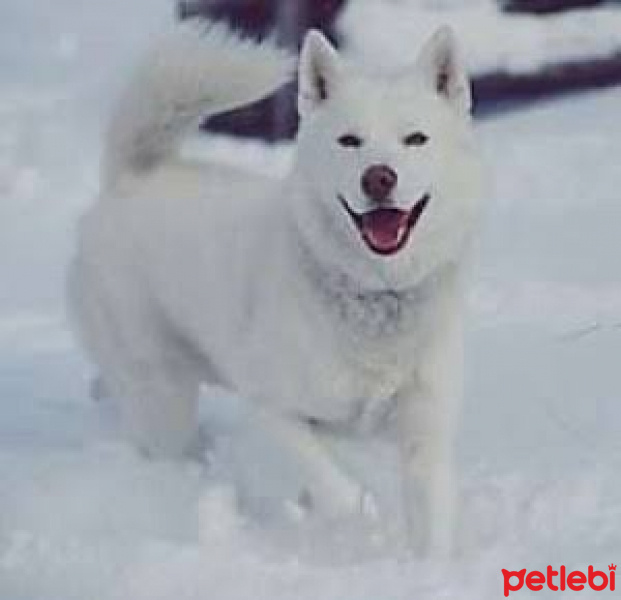 Sibirya Kurdu (Husky), Köpek  paşa fotoğrafı