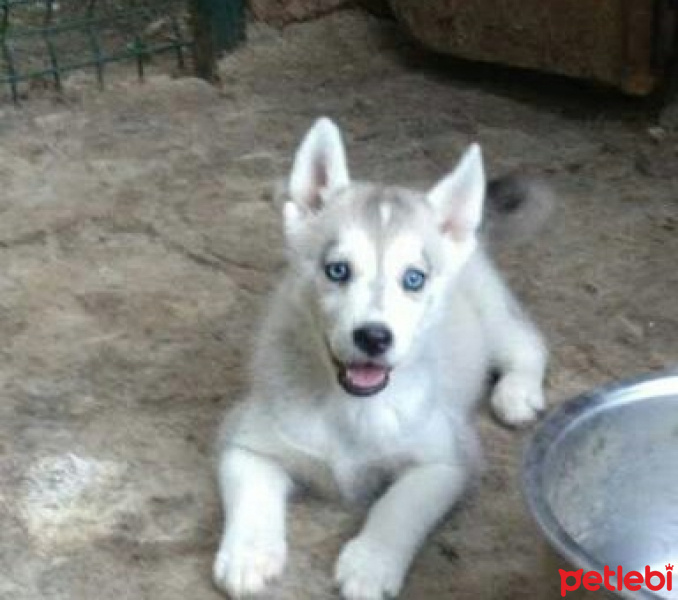 Sibirya Kurdu (Husky), Köpek  paşa fotoğrafı