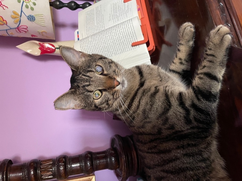 Tekir Kedi, Kedi  Fırtına fotoğrafı