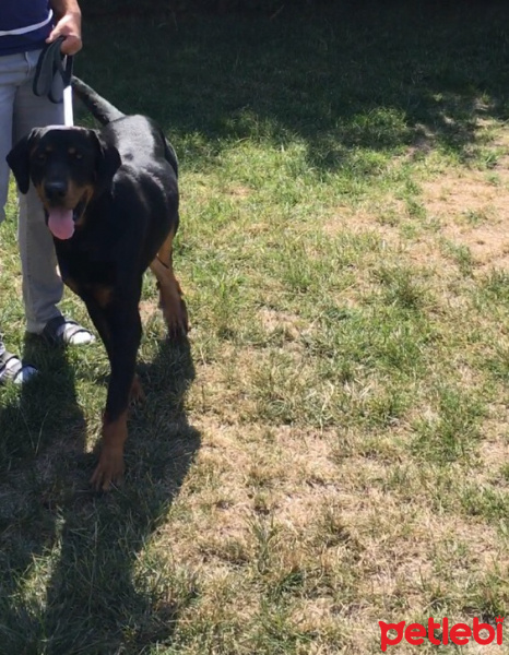 Rottweiler, Köpek  Tank fotoğrafı