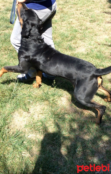 Rottweiler, Köpek  Tank fotoğrafı