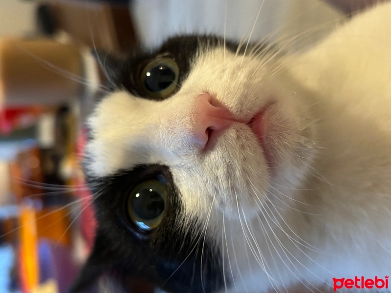 Tuxedo (Smokin) Kedi, Kedi  Misi fotoğrafı