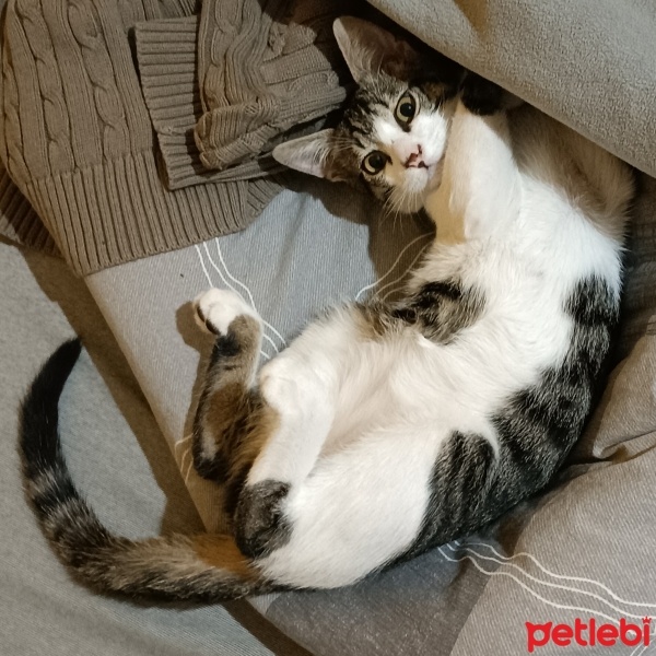 Tekir Kedi, Kedi  Vandal fotoğrafı