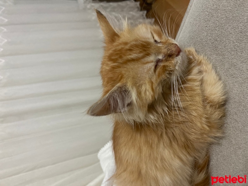 Tekir Kedi, Kedi  Aslan fotoğrafı