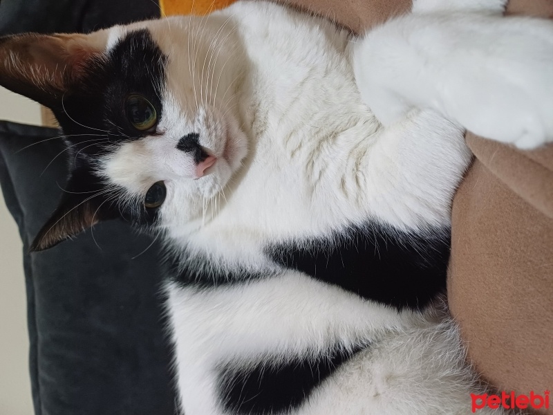 Tuxedo (Smokin) Kedi, Kedi  Ferit fotoğrafı