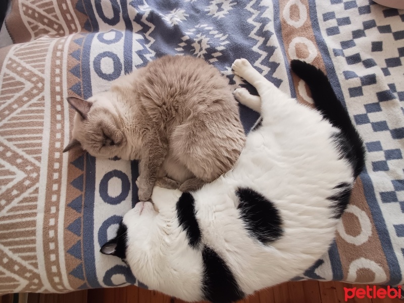 Tuxedo (Smokin) Kedi, Kedi  Ferit fotoğrafı