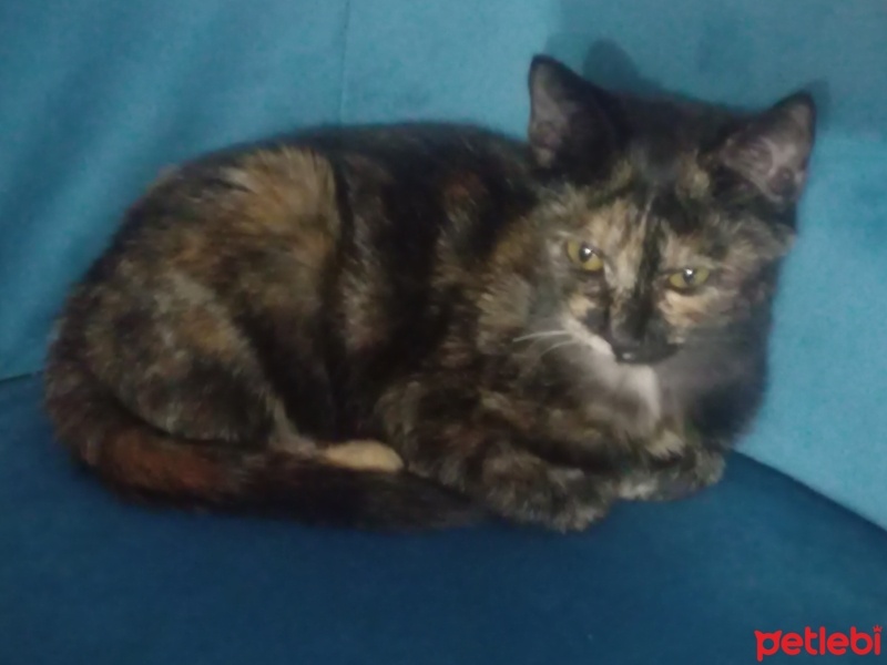 Tekir Kedi, Kedi  İris fotoğrafı