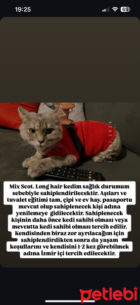 Scottish Fold, Kedi  Mia fotoğrafı
