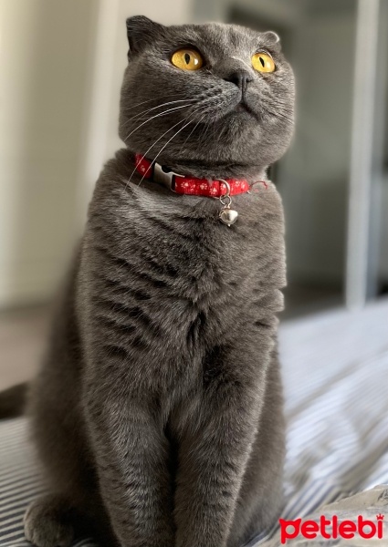 Scottish Fold, Kedi  Puffy fotoğrafı