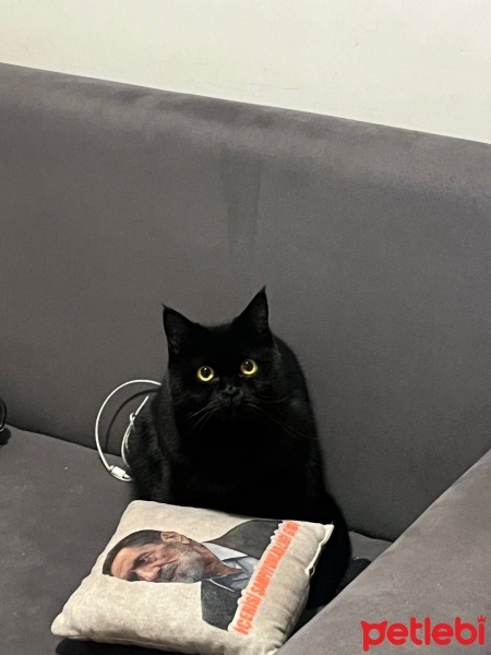 British Shorthair, Kedi  lily fotoğrafı