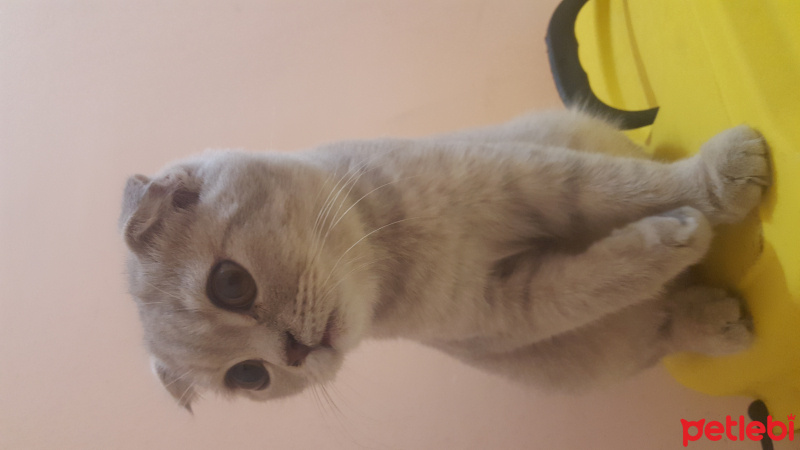 Scottish Fold, Kedi  Leo fotoğrafı