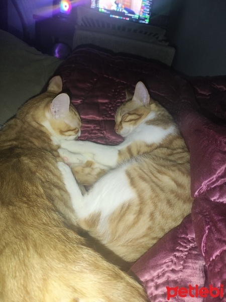 Sarman, Kedi  MİKE VE TYSON fotoğrafı