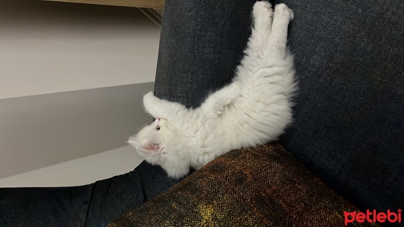 British Longhair, Kedi  Balım fotoğrafı