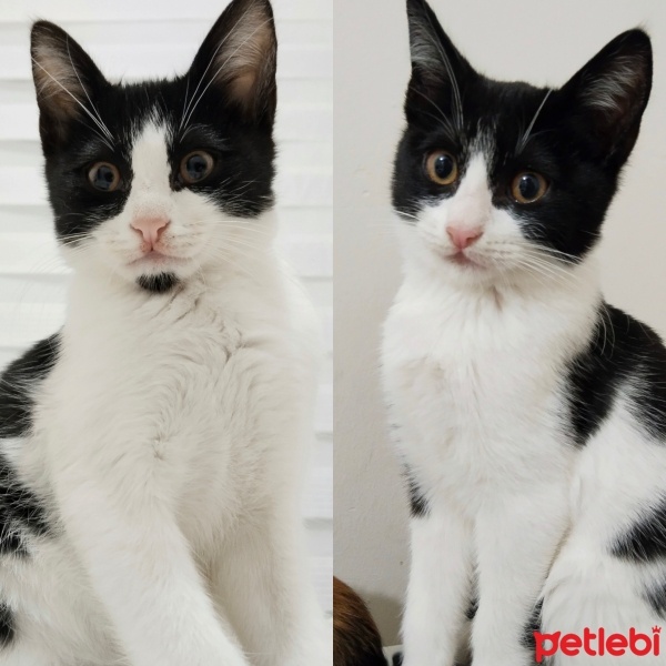 Tekir Kedi, Kedi  Zeytin ve Şila fotoğrafı
