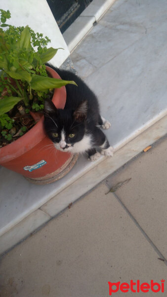 American Wirehair, Kedi  Mia fotoğrafı