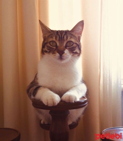 Tekir Kedi, Kedi  Maya fotoğrafı