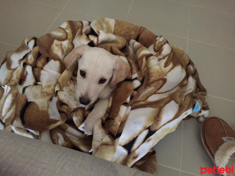 Labrador Retriever, Köpek  Liza fotoğrafı