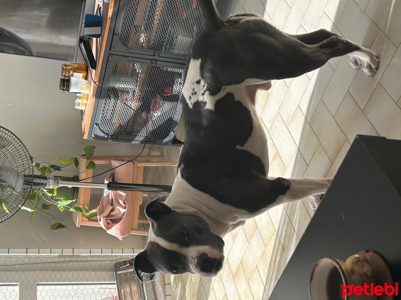 Staffordshire Bull Terrier, Köpek  Pascal fotoğrafı