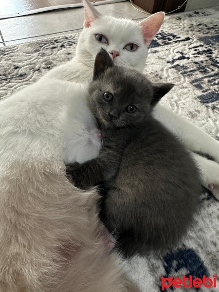 British Shorthair, Kedi  Beyazkaş fotoğrafı