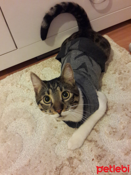 Tekir Kedi, Kedi  TARÇIN fotoğrafı