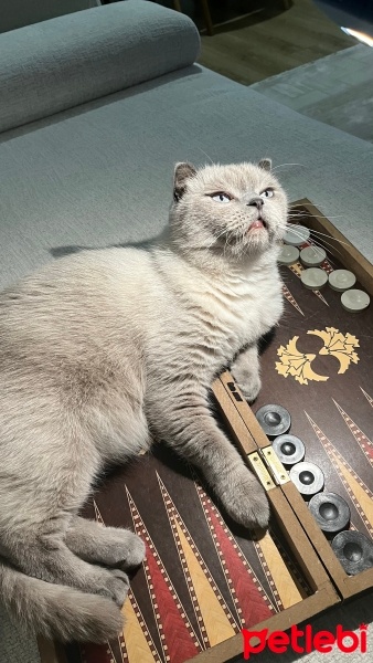 Scottish Fold, Kedi  Dorin fotoğrafı