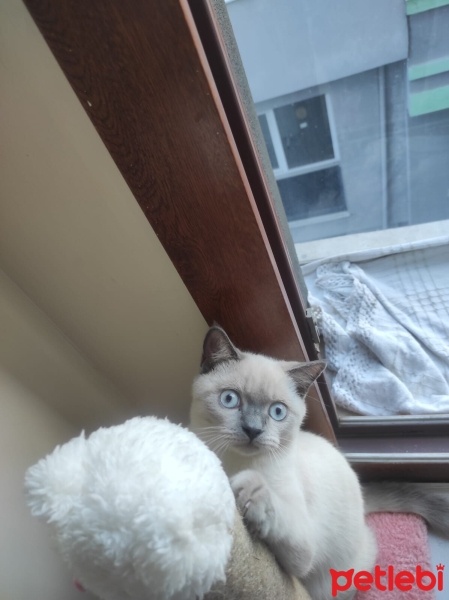 British Shorthair, Kedi  Casper fotoğrafı