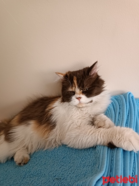 British Longhair, Kedi  Hurma fotoğrafı