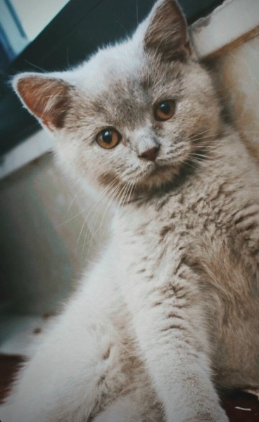 British Shorthair, Kedi  Duman fotoğrafı