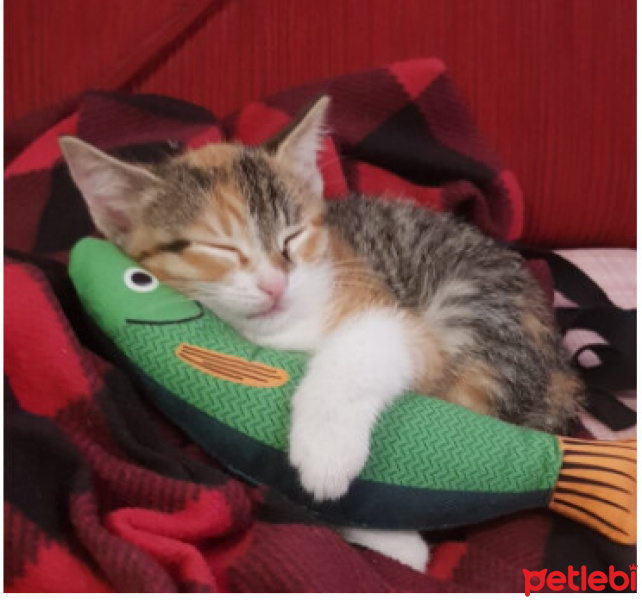 Tekir Kedi, Kedi  Lola & Poncik fotoğrafı