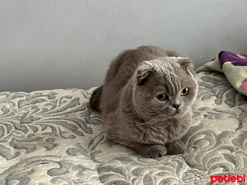 Scottish Fold, Kedi  Çiko fotoğrafı