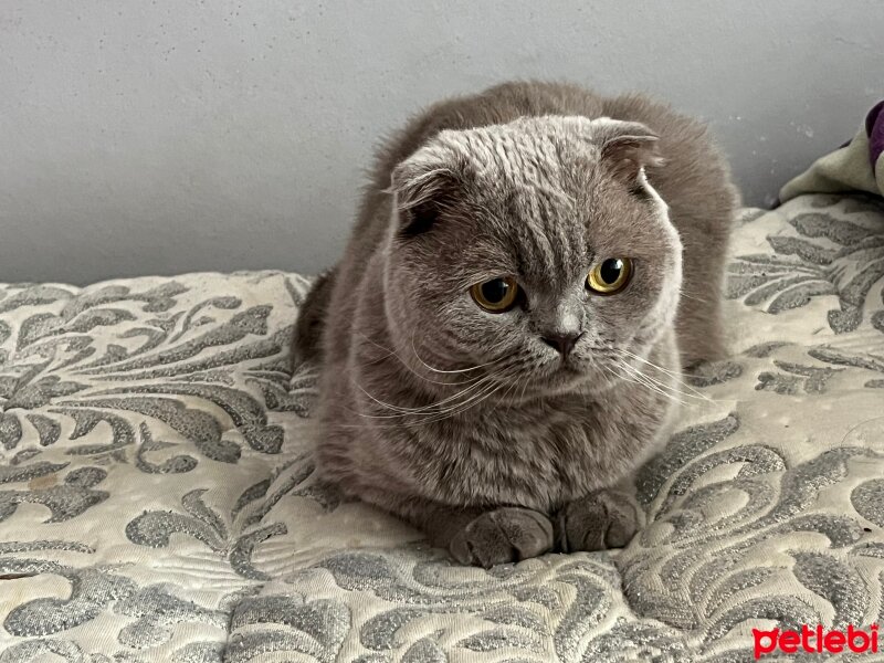 Scottish Fold, Kedi  Çiko fotoğrafı