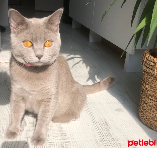 British Shorthair, Kedi  MİLA fotoğrafı