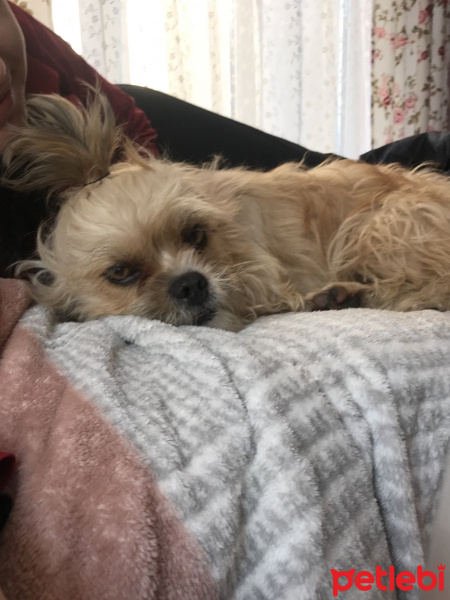 Affenpinscher, Köpek  Şeftali fotoğrafı